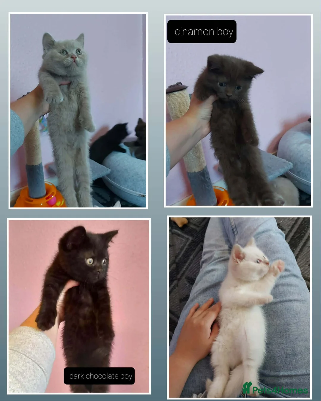 British Shorthair cats for sale: Bradford 4 british shorthair kittens ready  - Advert 2