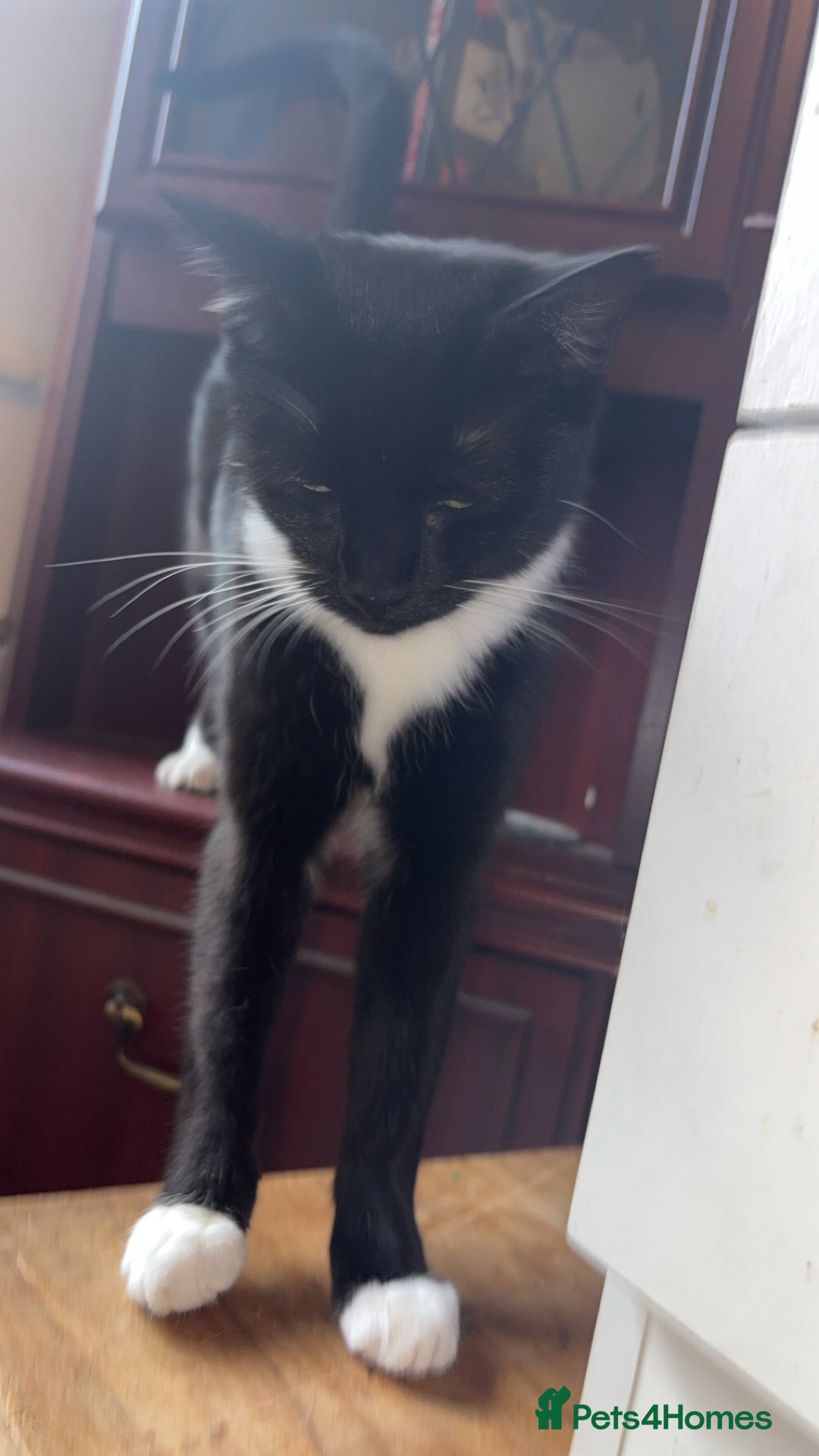 British Longhair cats for sale: Rescue kittens🧡 - Image 11