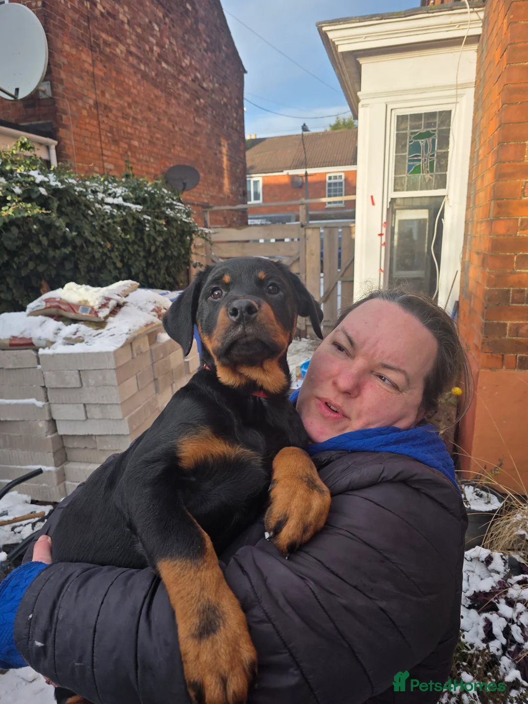 Rottweiler dogs for sale: Rottweiler puppies  - Advert 29