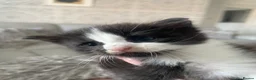 Maine Coon cats for sale: Maine coon kittens - Advert 14
