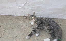 Domestic Shorthair cats for sale: Playful 4-Month-Old Kitten - Image 5