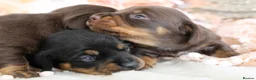 Miniature Dachshund dogs for sale: KC Miniature Dachshund Puppies - Advert 15