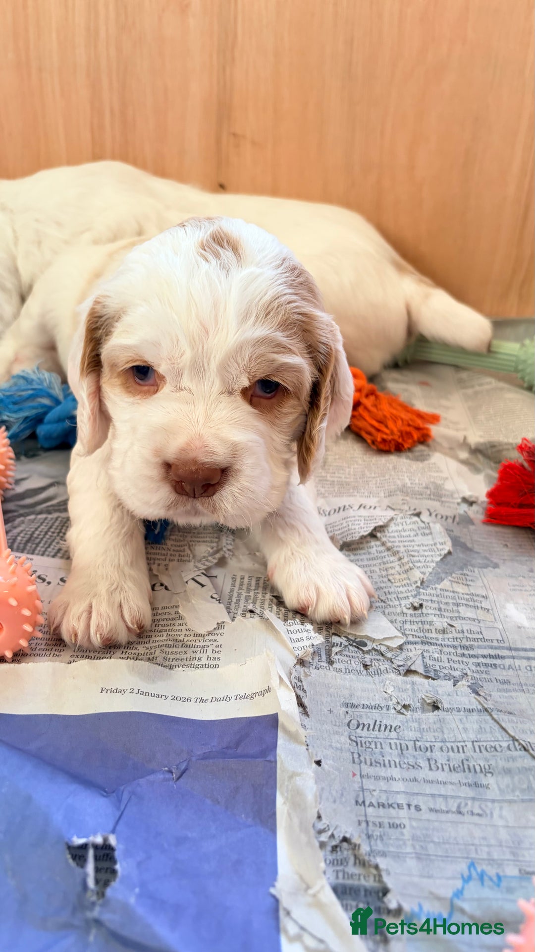 Clumber Spaniel dogs for sale: Clumber Spaniel Puppies For Sale  - Advert 15