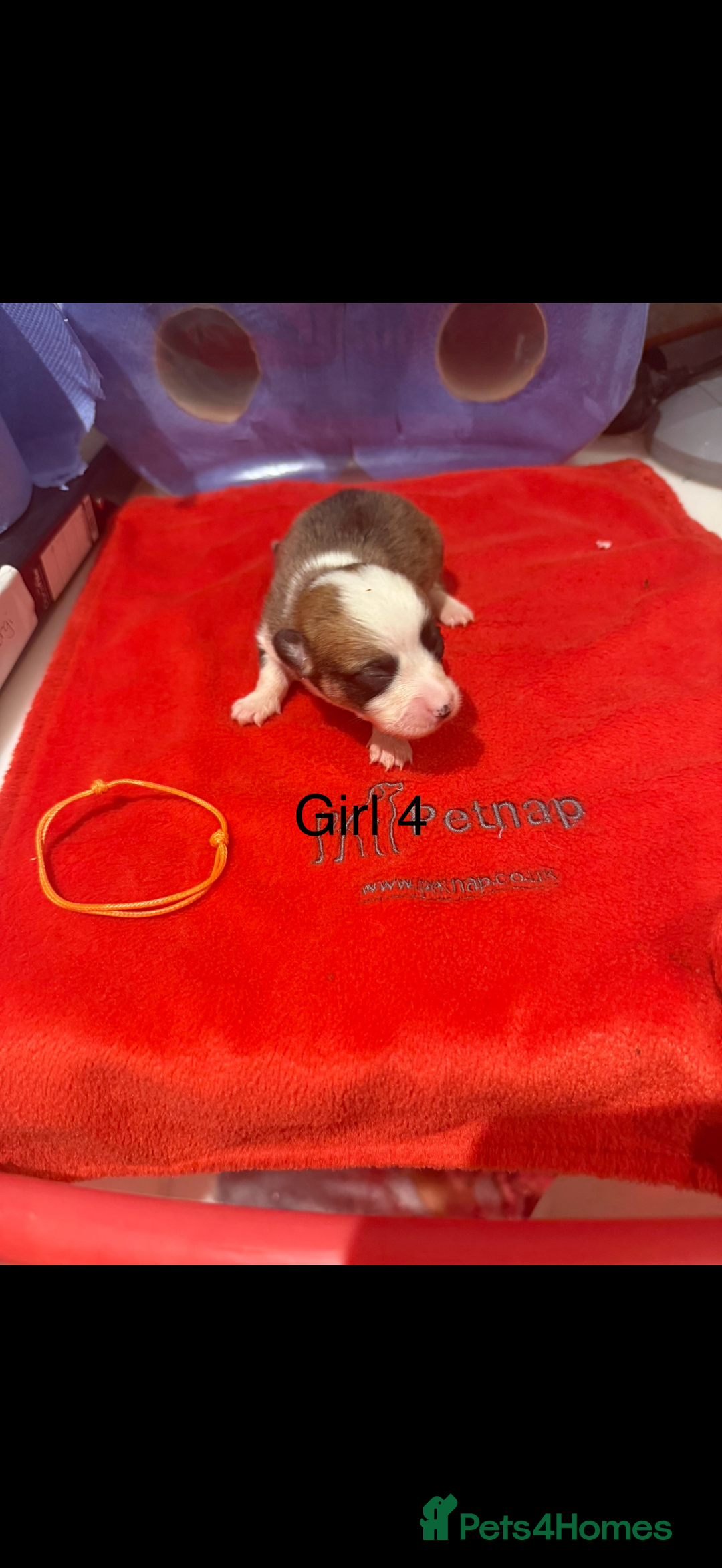 Welsh Corgi Pembroke dogs for sale: Kc reg Pembroke corgi babies available  - Advert 37