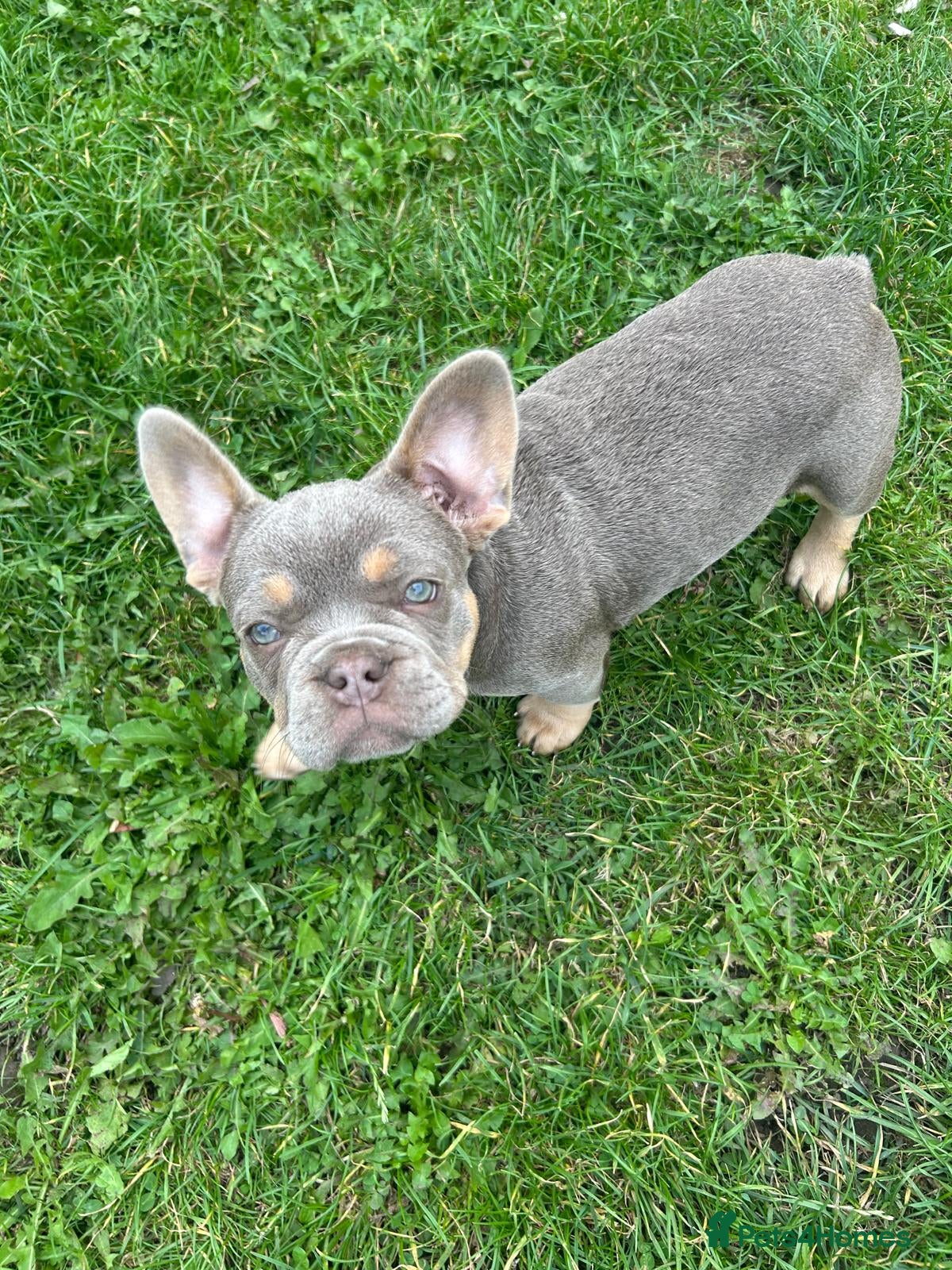 French Bulldog dogs Kc Health clear Pink Fluffy Producers  - Advert 2