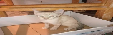 Savannah Kitten 2