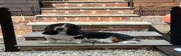 Basset Hound dogs for sale: Basset hound for sale in Swadlincote - Advert 8