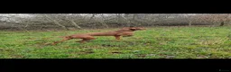 Hungarian Vizsla dogs for stud: KC Hungarian Vizsla for Stud - Advert 9