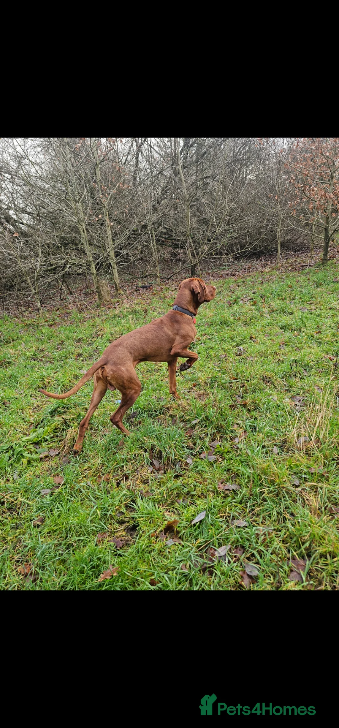 Hungarian Vizsla dogs for stud: KC Hungarian Vizsla for Stud - Advert 9