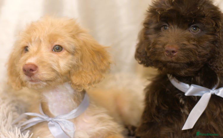 Cockapoo dogs - Advert 13