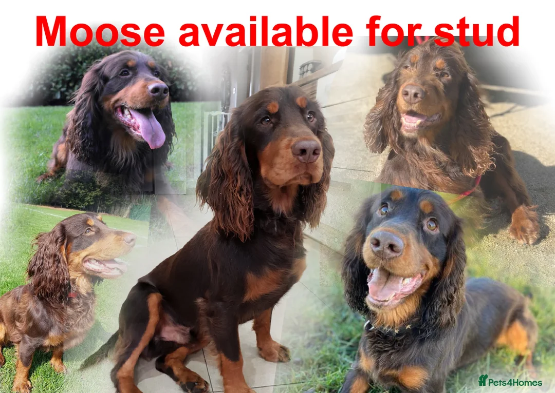 Cocker Spaniel dogs for stud: Proven Stud - Working Cocker Spaniel in Middlewich - Advert 5