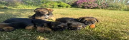 Border Terrier dogs for sale: 🧡 Fantastic KC Border Terriers 🧡 - Advert 7