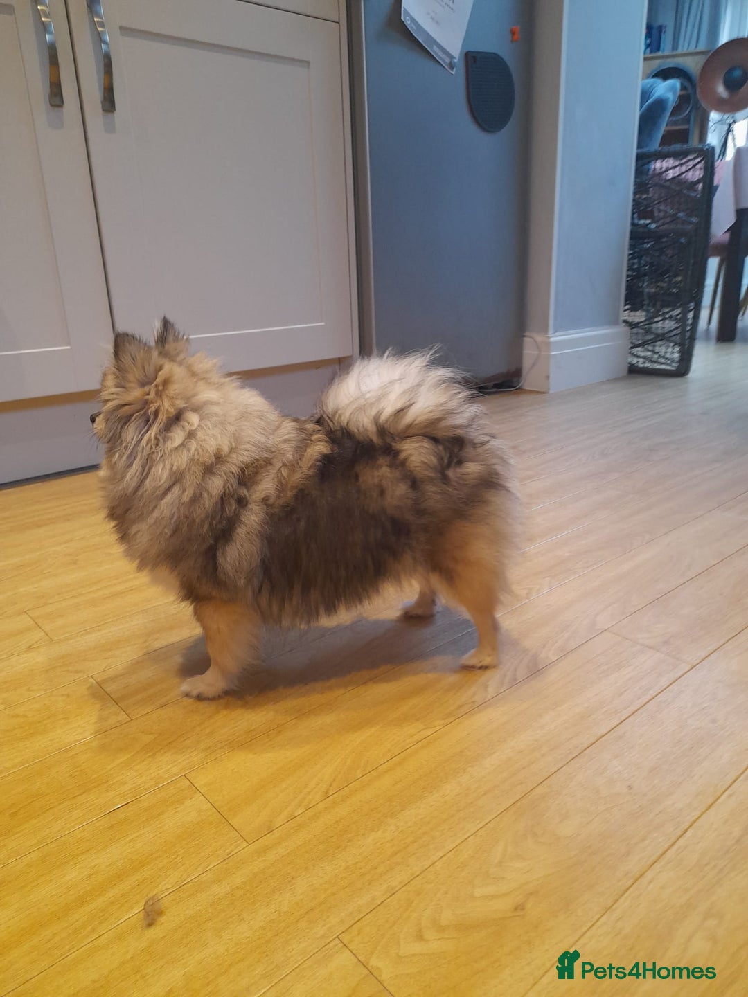 Pomeranian dogs for sale: K C registered beautiful Pomeranians - Advert 24