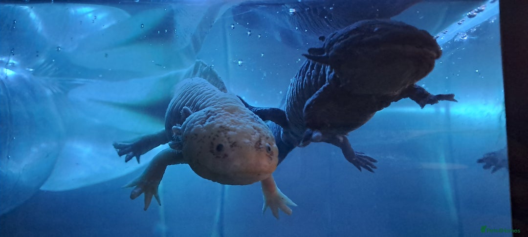 Axolotl reptiles for sale: Axolotls  - Image 23
