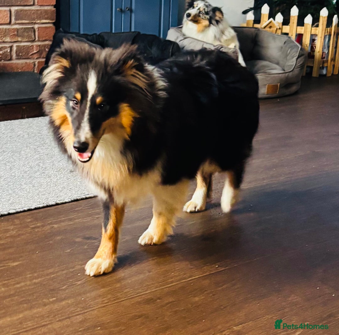 Shetland Sheepdog dogs for sale: Handsome tri Shetland sheepdog boy  - Advert 4