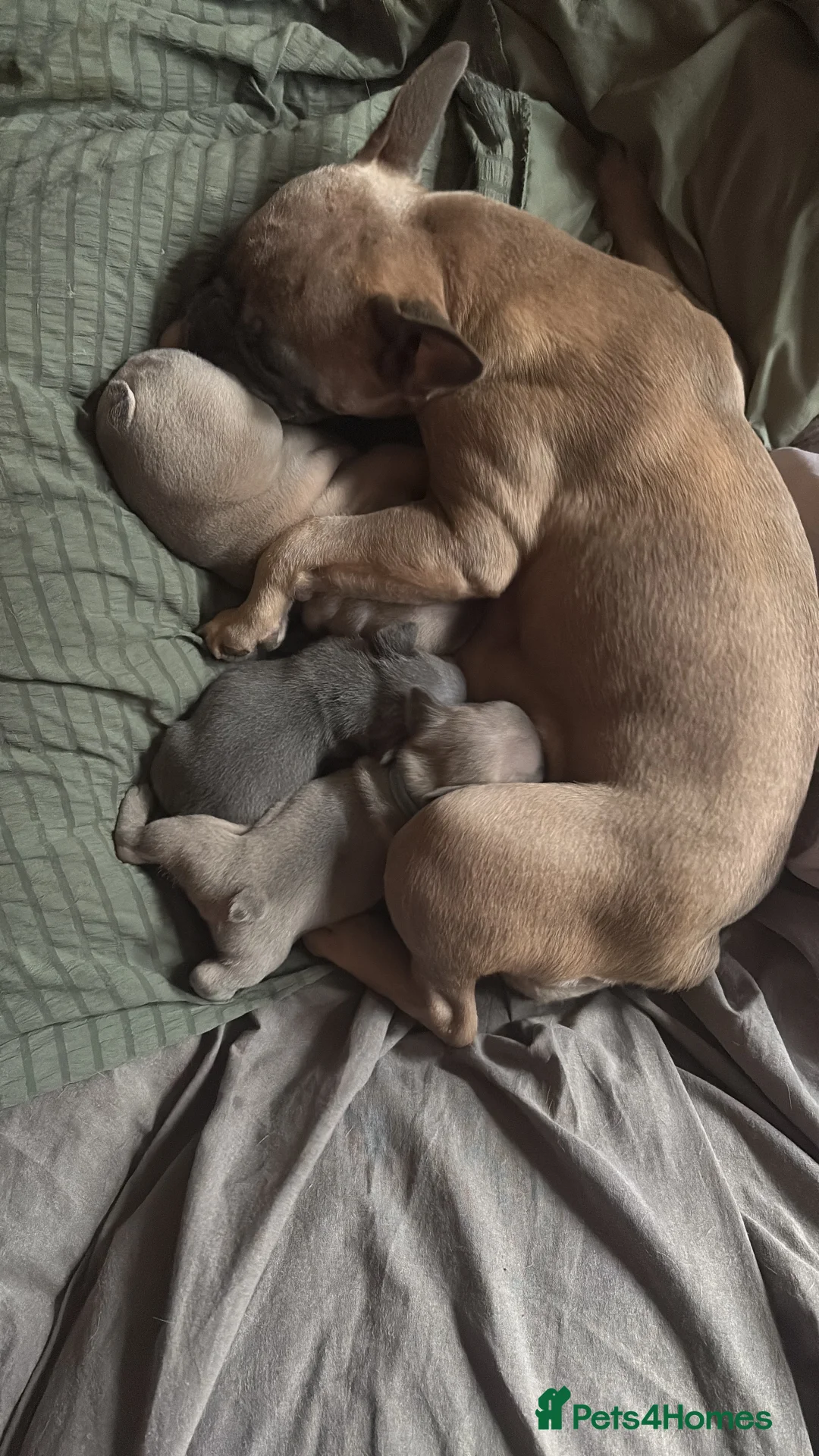 French Bulldog dogs for sale: French bull dog puppies - Advert 2