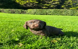 Cocker Spaniel dogs for sale: Exceptional KC Working Cocker Spaniel Puppies - Image 8
