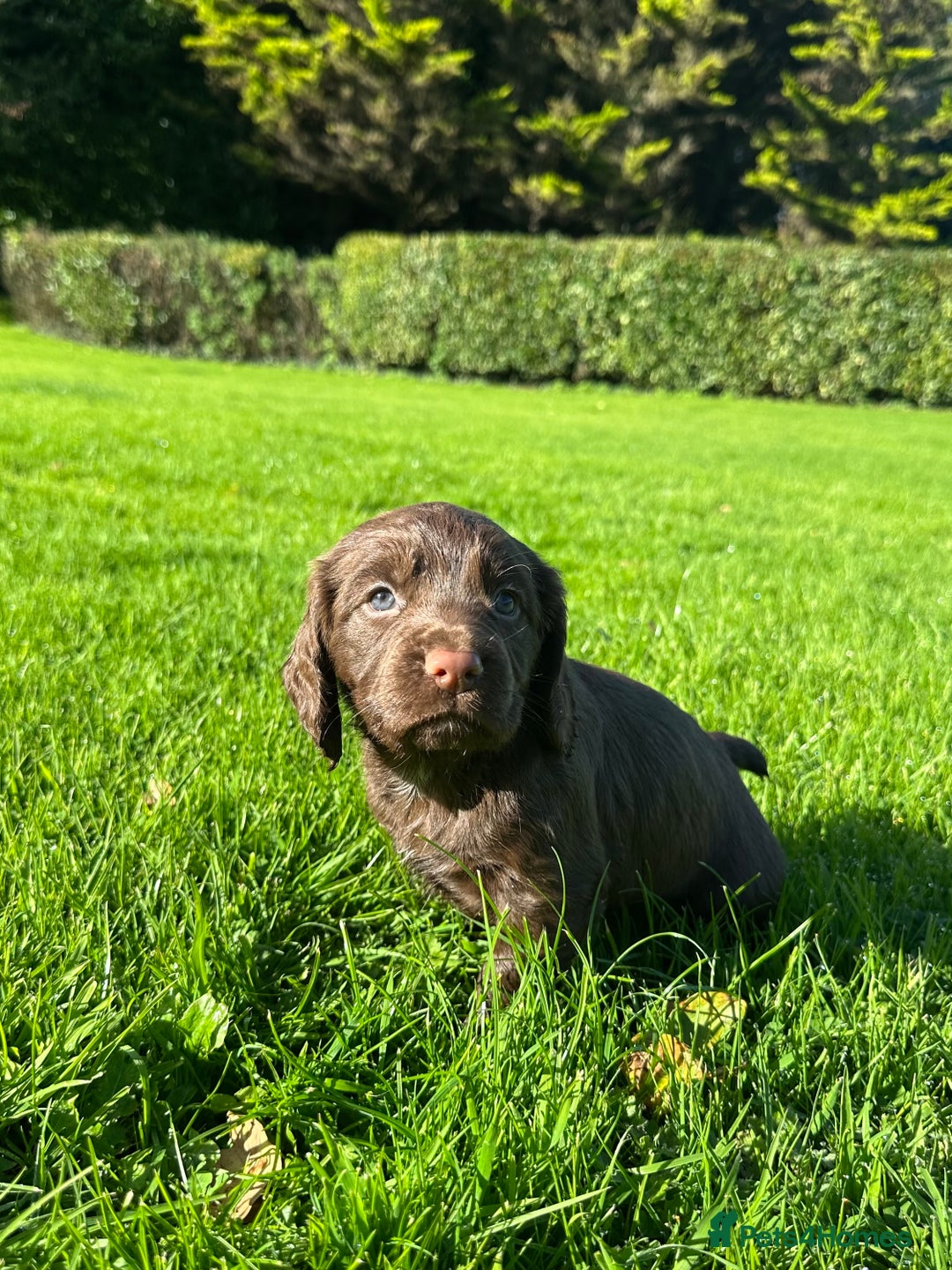 Cocker Spaniel dogs for sale: Exceptional KC Working Cocker Spaniel Puppies - Image 8