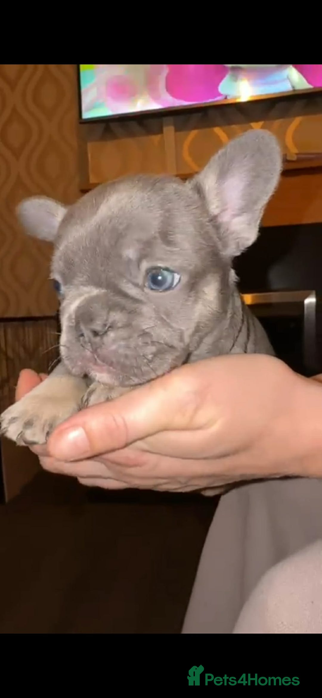 French Bulldog dogs for sale: French bulldog puppies - Advert 5