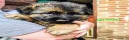 German Shepherd dogs for sale: German shepherd puppy  - Advert 3