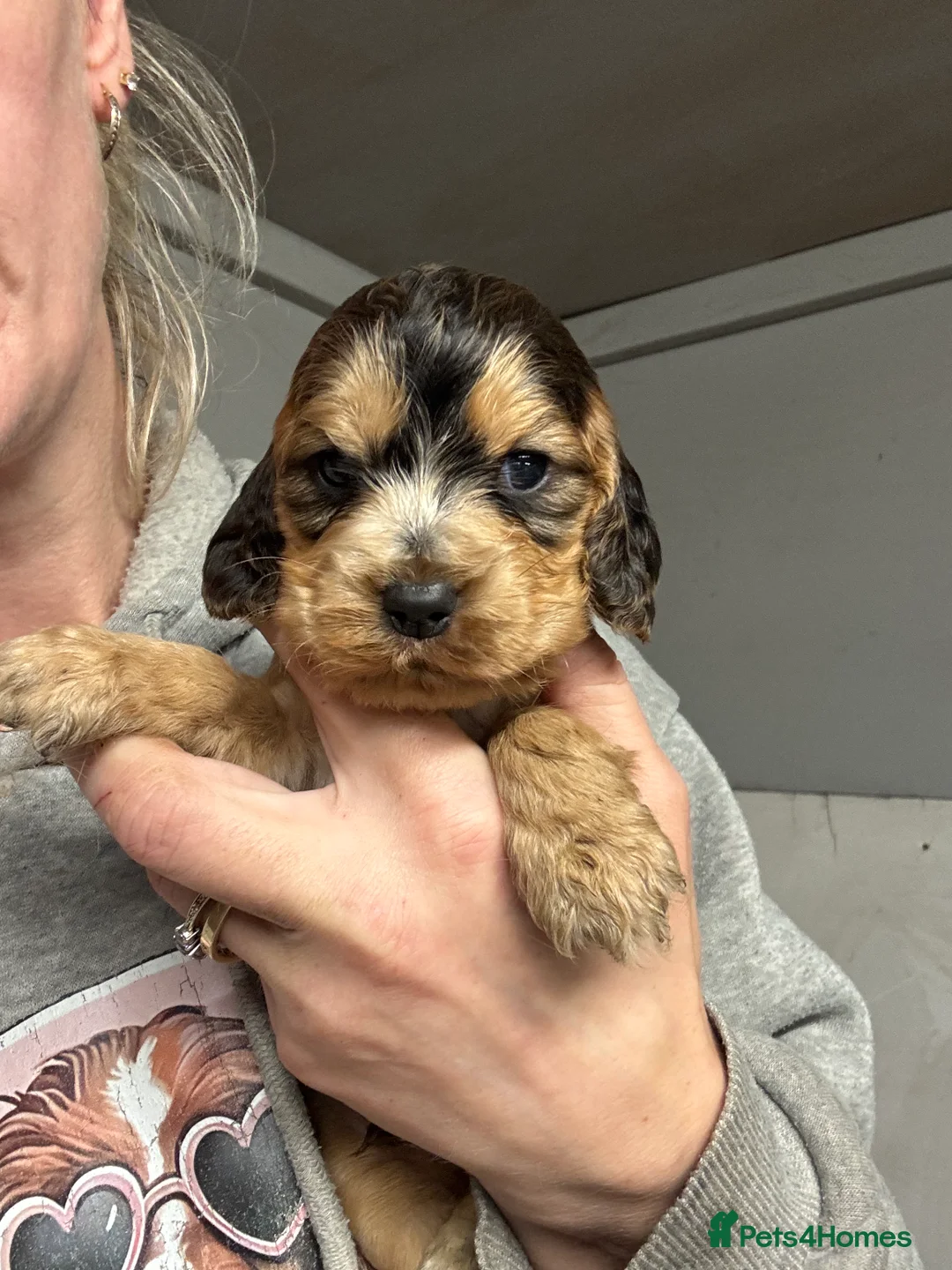 Cocker Spaniel dogs for sale: 🧬Gorgeous Show Cocker Spaniel Puppies 🧬  - Advert 2