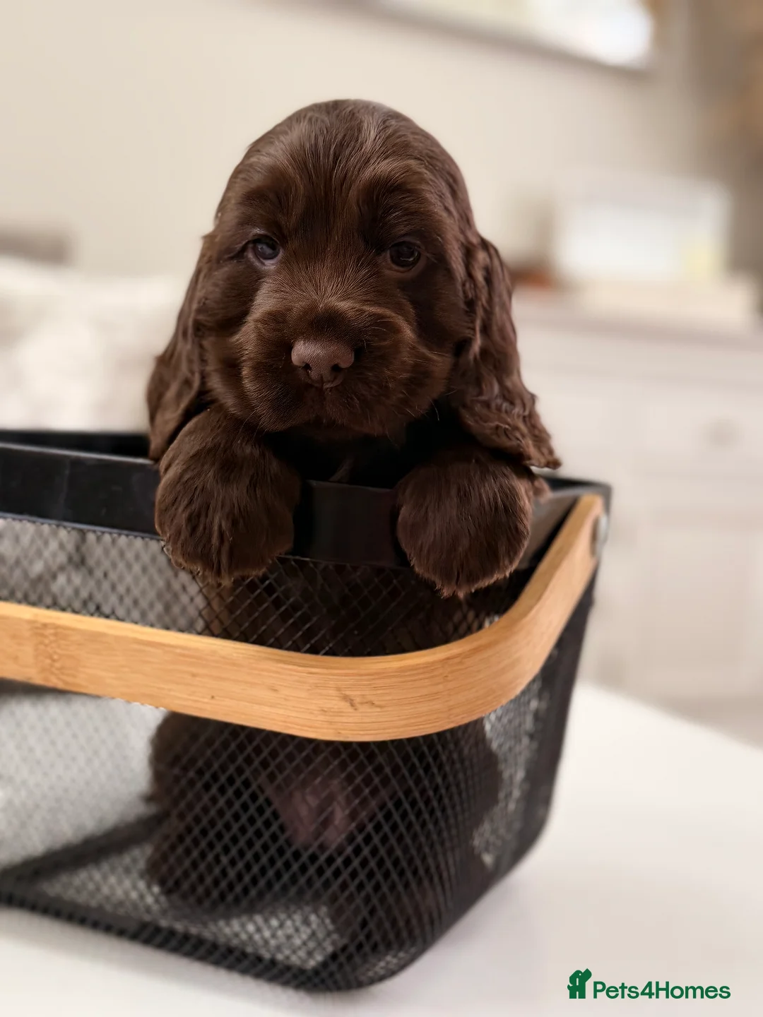 Cocker Spaniel dogs for sale: Show cocker spaniels  - Advert 7