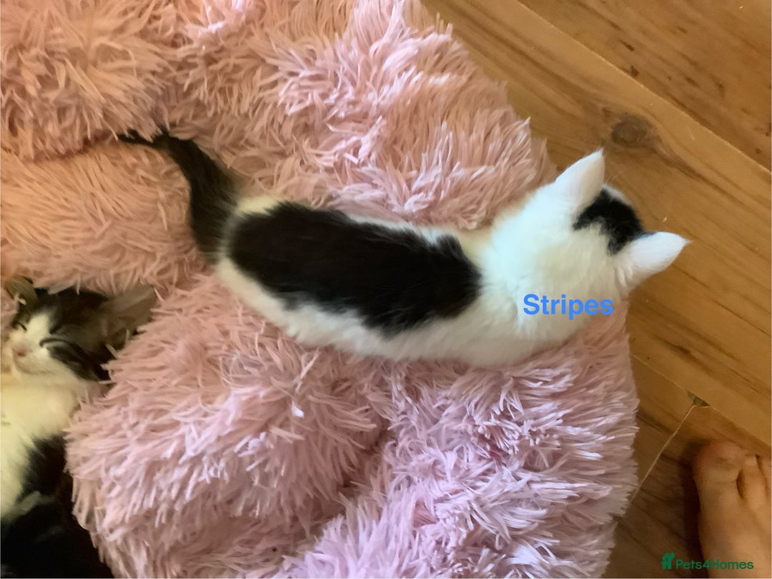 British Shorthair cats for sale: Ready for a loving home now  - Image 3