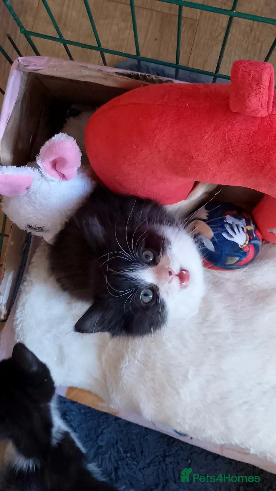 Mixed Breed cats for sale: Kittens looking for new homes - Advert 2