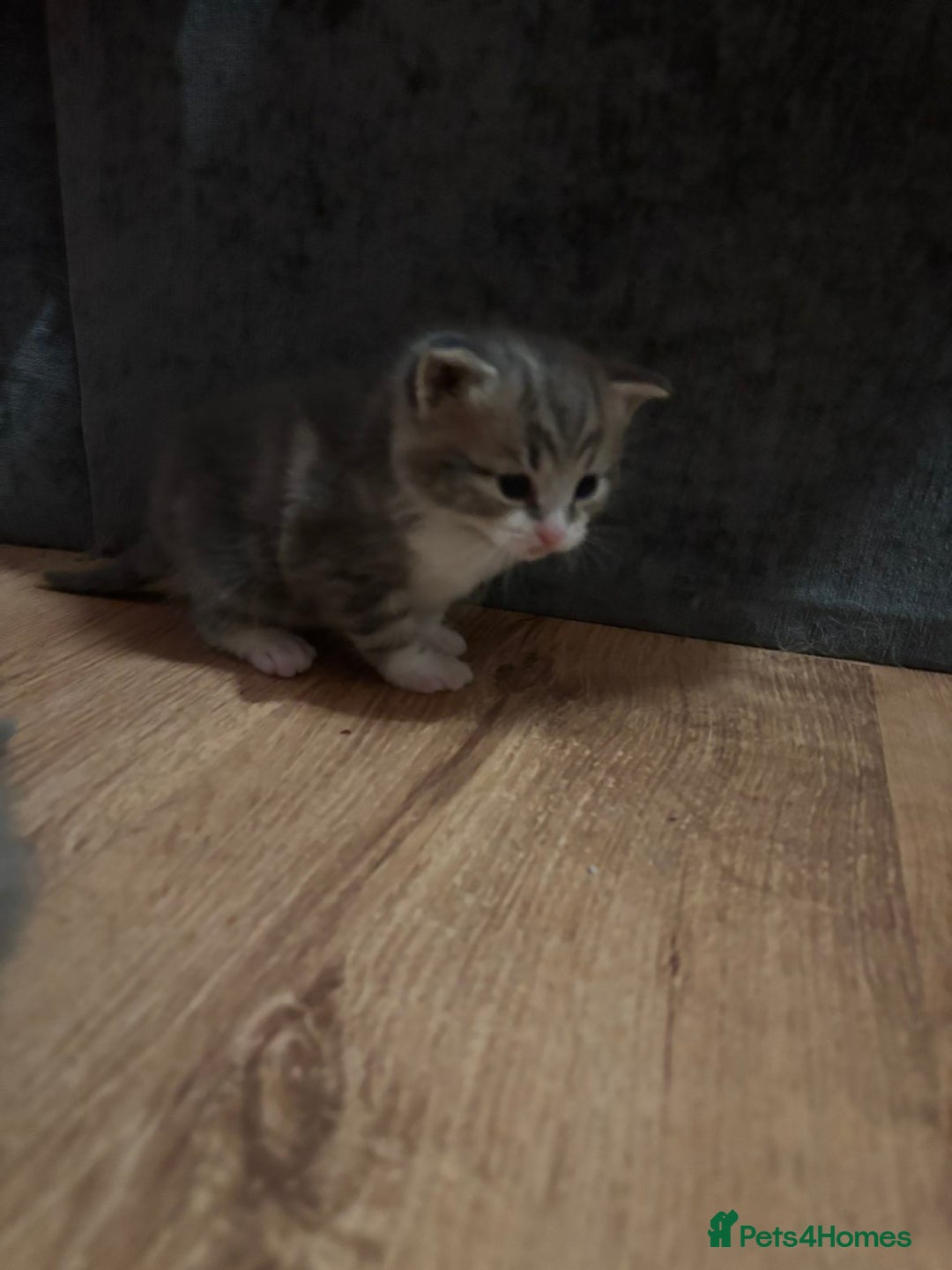 Mixed Breed cats for sale: 2 Grey (blue) and one darker tabby kittens  - Advert 15