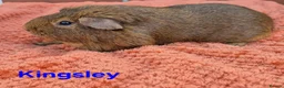 Guinea Pig rodents for sale: Male/Female guinea pigs  - Advert 4