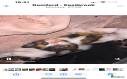 Savannah cats for sale: 4 kittens  - Image 6