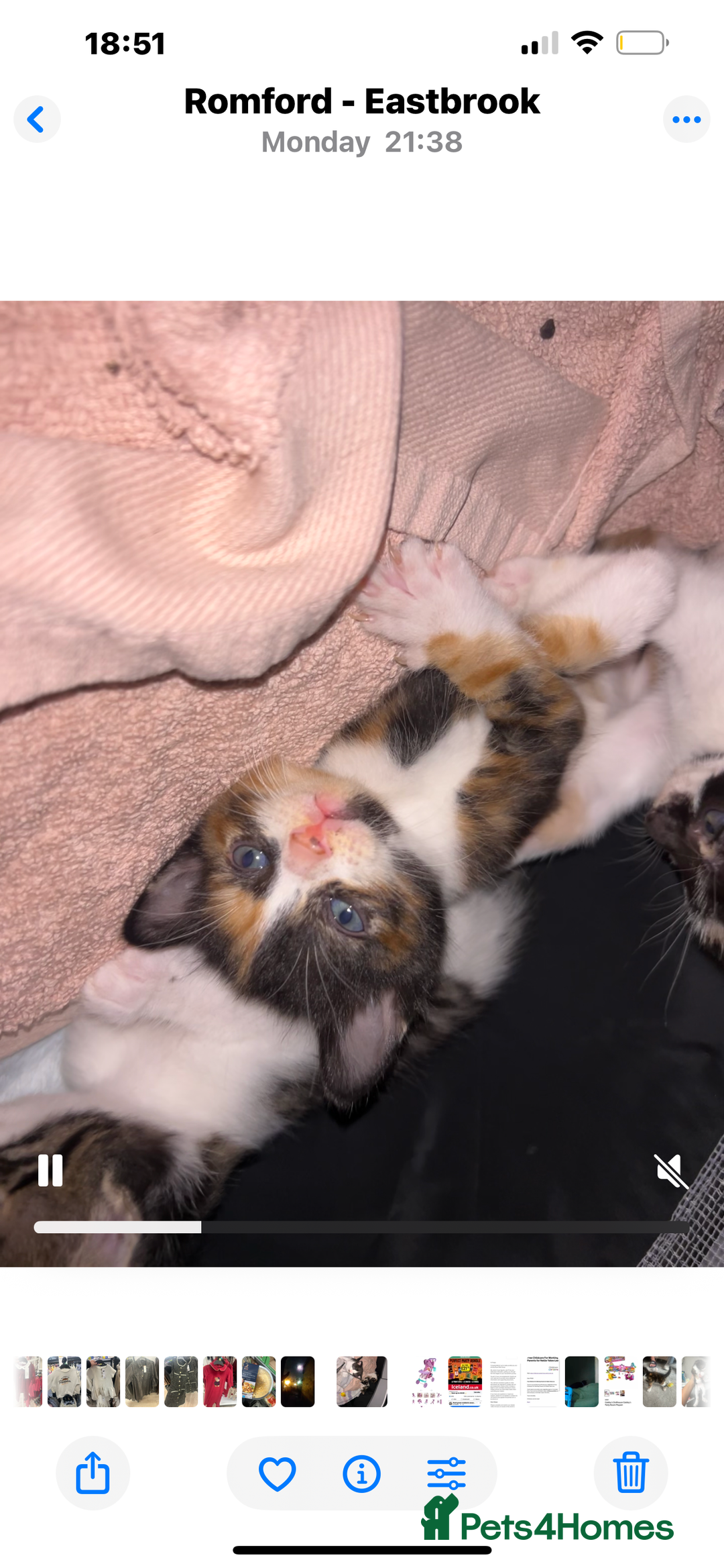 Savannah cats for sale: 4 kittens  - Image 6