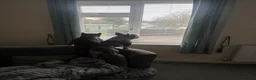 French Bulldog dogs for sale: French Bulldogs  - Advert 4