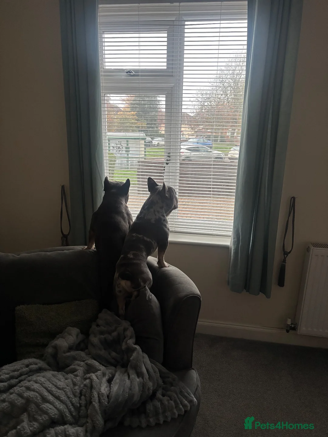 French Bulldog dogs for sale: French Bulldogs  - Advert 4