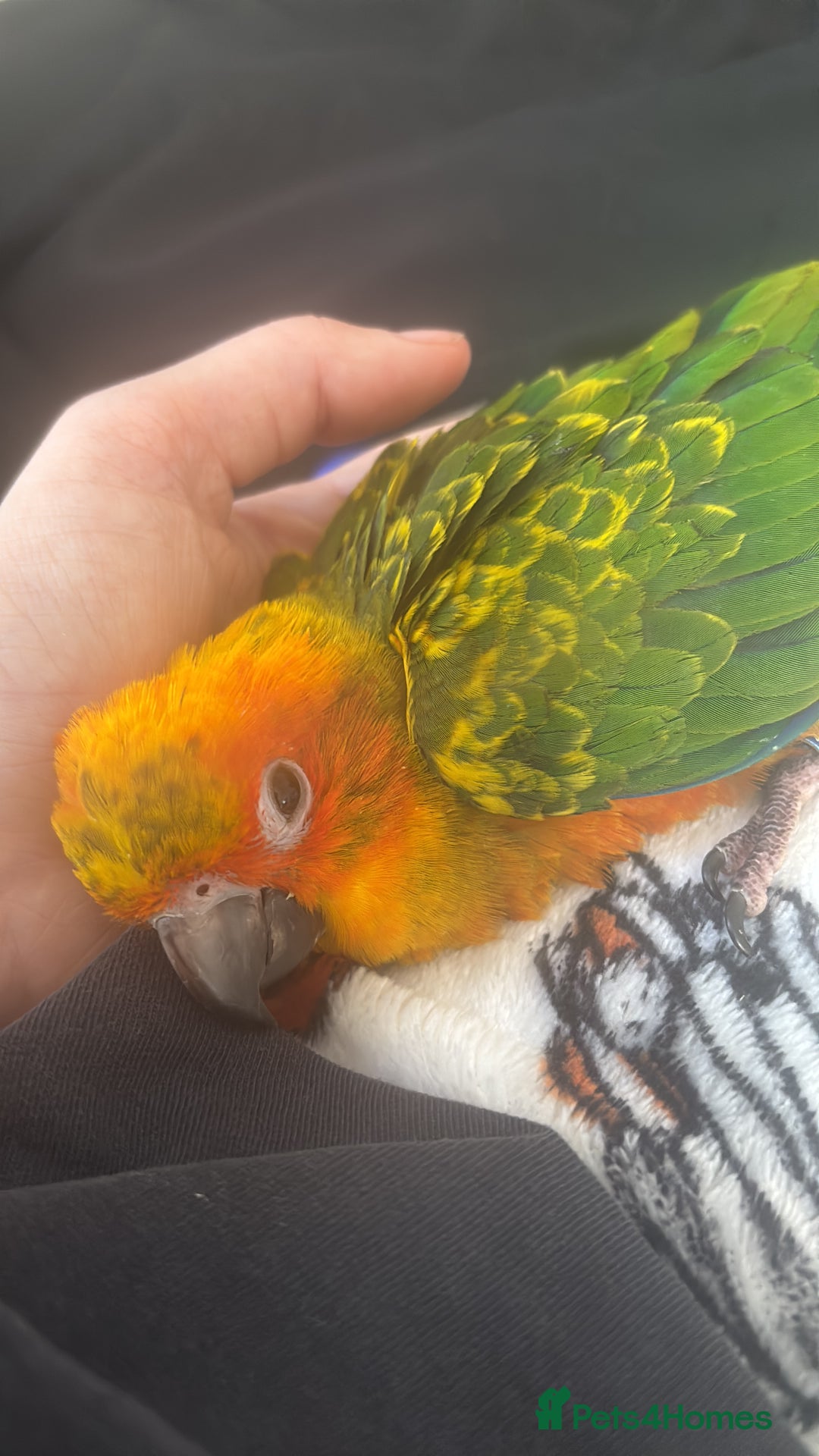 Ringnecks birds for sale: Baby sun conure  in Redcar - Image 13