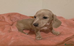 Miniature Dachshund dogs for sale: REDUCED LITTER KC REG mini Daxi  - Image 27