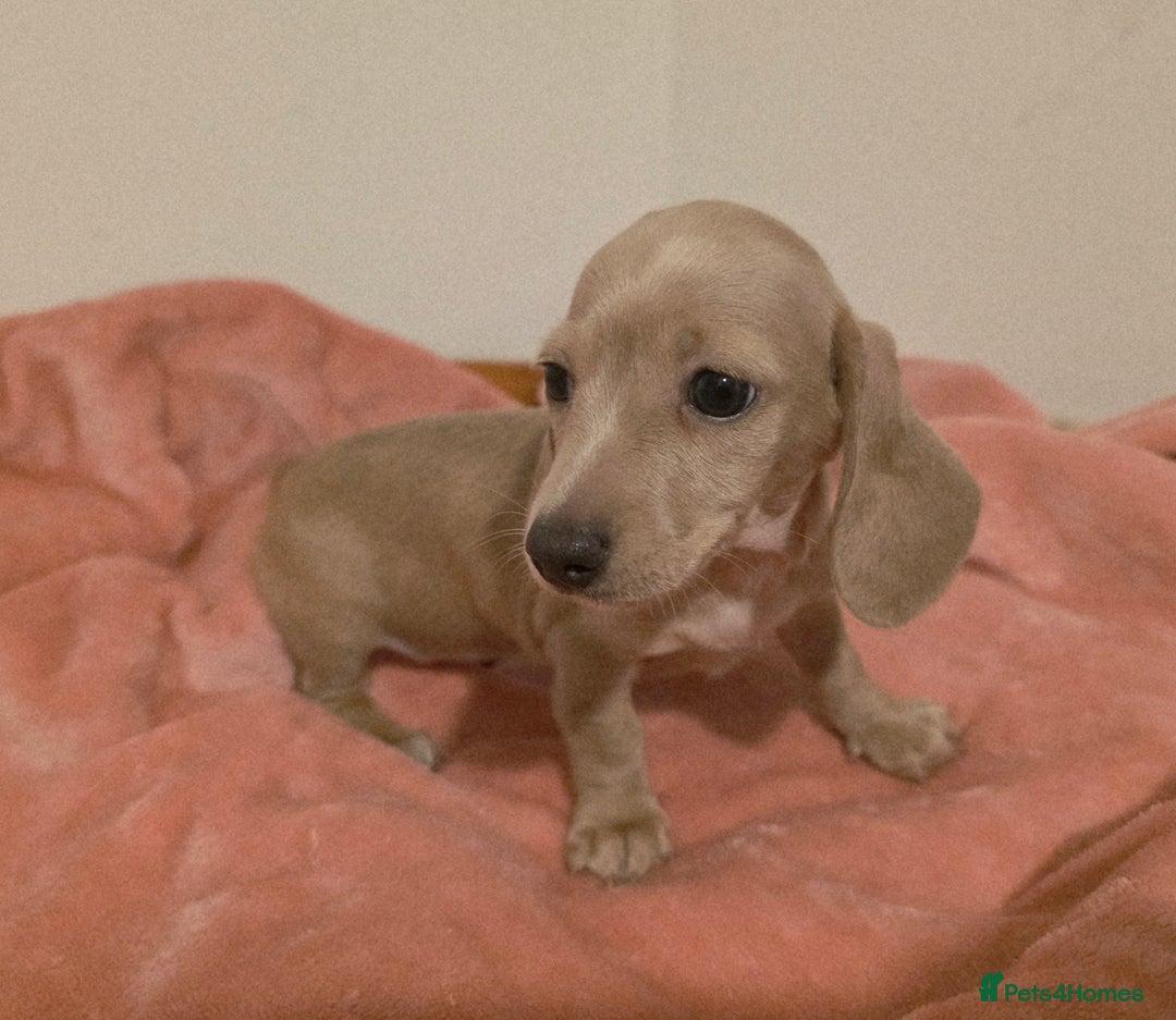 Miniature Dachshund dogs for sale: REDUCED LITTER KC REG mini Daxi  - Image 27