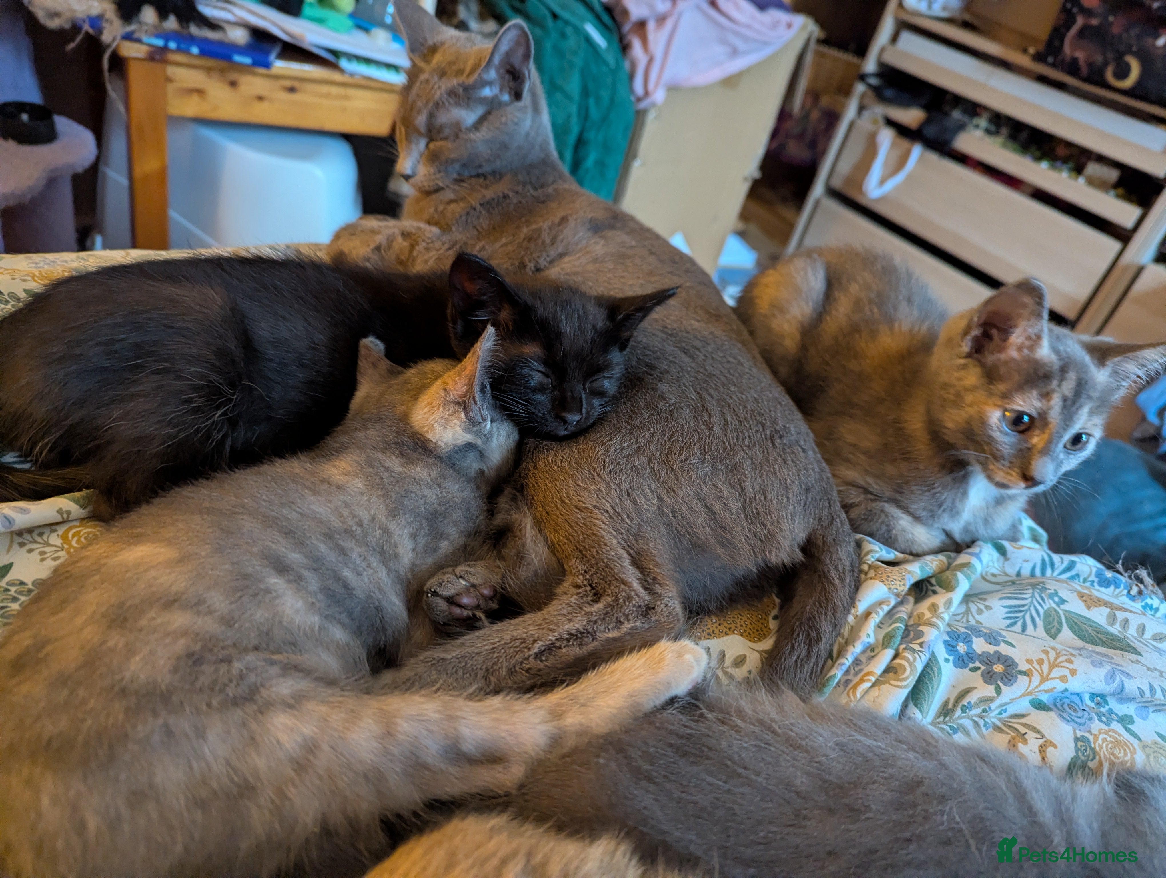 Mixed Breed cats Our Russian Dolls – Russian Blue × Ragdoll Kittens - Advert 1
