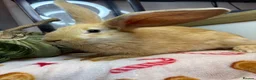 Continental Giant rabbits for sale: Stunning continental giant baby bunny rabbits - Advert 33