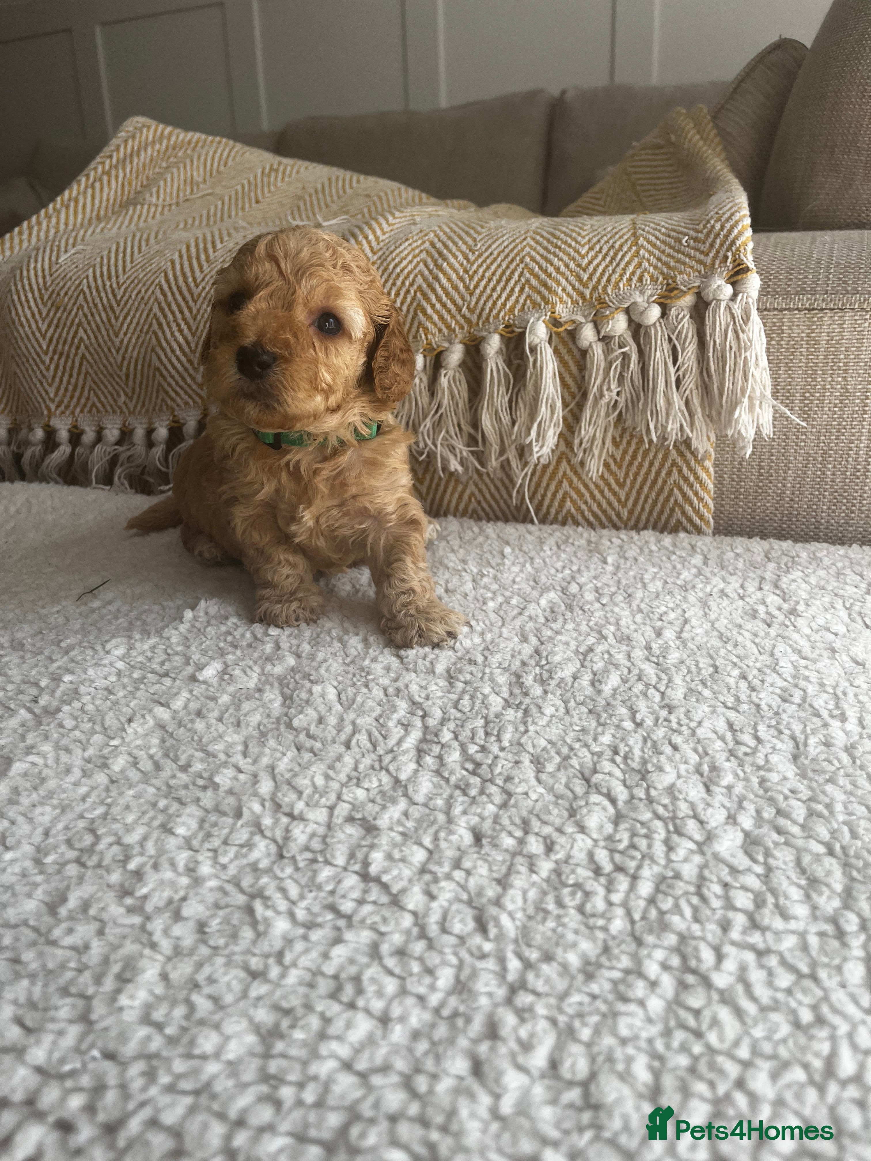 Cockapoo dogs for sale: Miniature f1b Cockapoo puppies DNA health clear🌟  - Advert 1