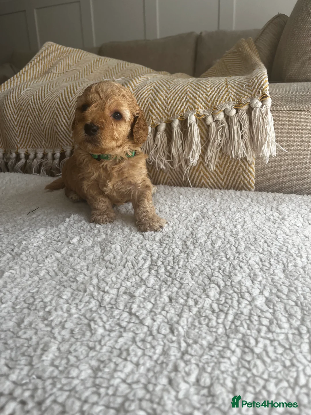 Cockapoo dogs for sale: Miniature f1b Cockapoo puppies DNA health clear🌟  - Advert 2