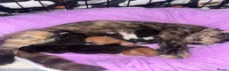 Mixed Breed cats for sale: 2 beautiful girls  - Advert 5