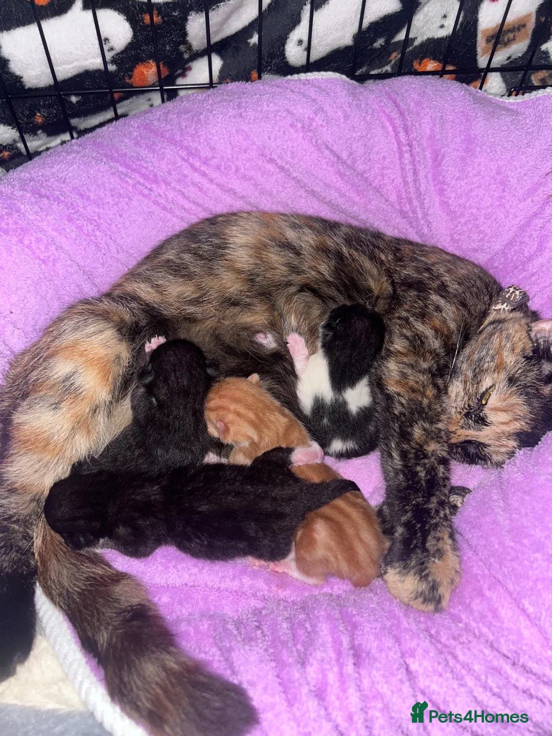 Mixed Breed cats for sale: 2 beautiful girls  - Advert 5