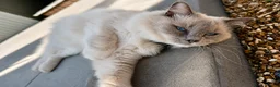Ragdoll cats for sale: 9 beautiful ragdoll kittens  - Advert 12