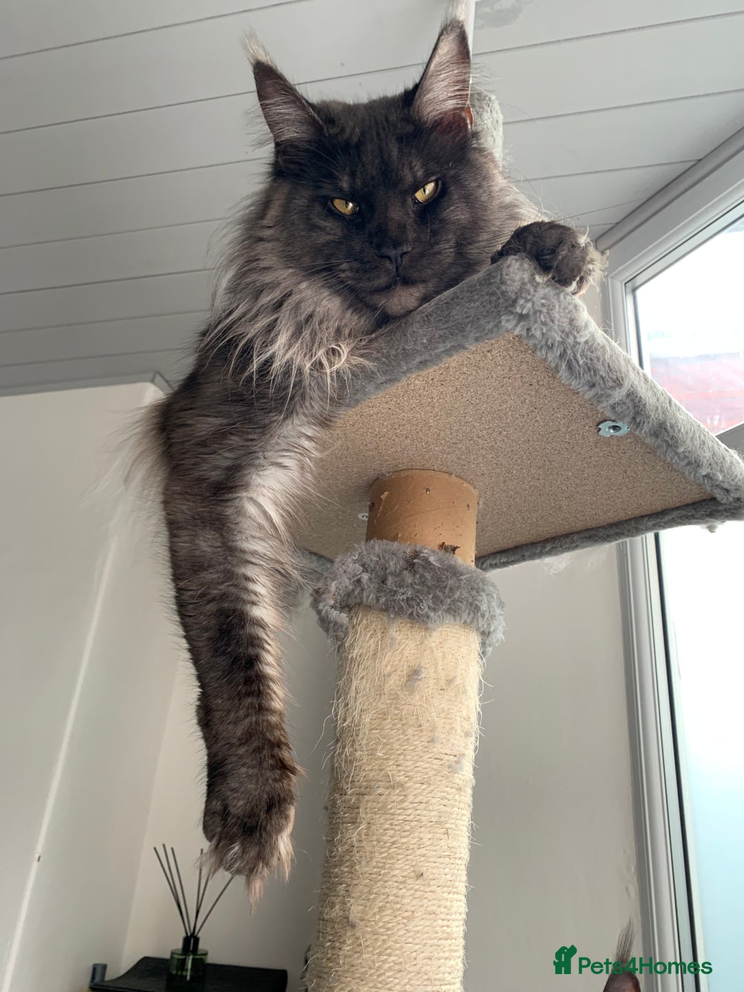 Maine Coon cats for stud: Proven GCCF & TICA Black Smoke stud in Bolton - Image 9