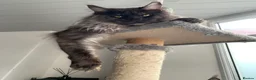 Maine Coon cats for stud: Proven GCCF & TICA Black Smoke stud in Bolton - Advert 10