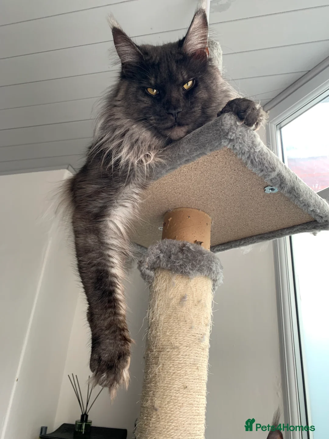 Maine Coon cats for stud: Proven GCCF & TICA Black Smoke stud in Bolton - Advert 10