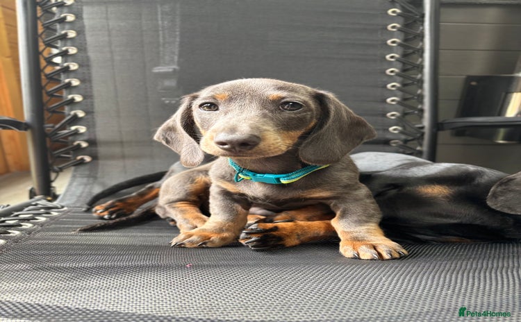 Miniature Dachshund dogs - Advert 1