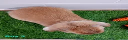 Mini Lop rabbits for sale: Mini Lop Baby Bunnies - Ready now!! - Advert 13