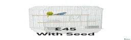 Budgerigars birds for sale: Baby Budgies, Male/Female £20/25Cockatiels £80 - Advert 11